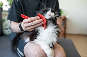 fekete fehér macskát fésül a gazdi