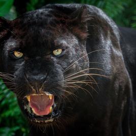 fekete leopárd