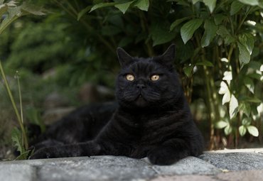 fekete macska bokrok alatt fekszik