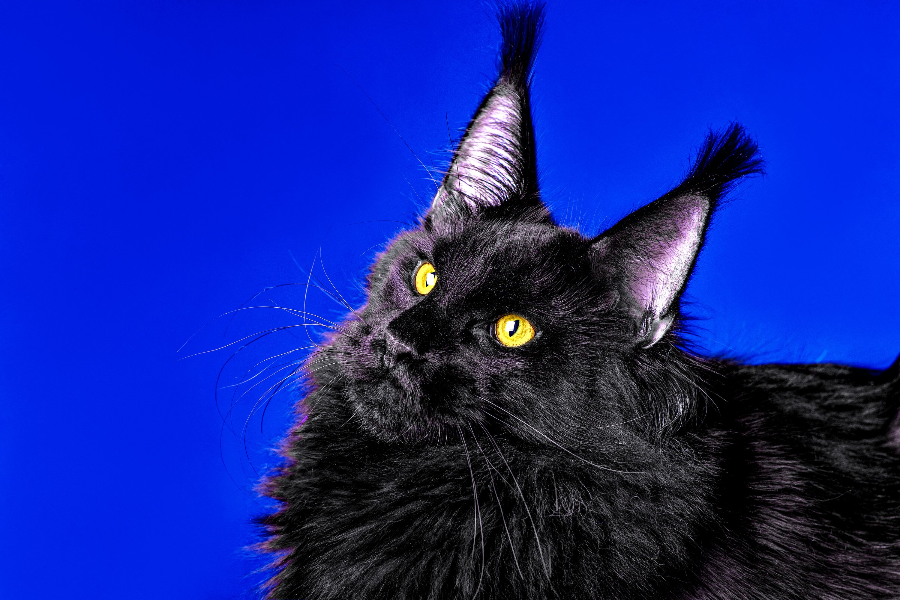 fekete maine coon
