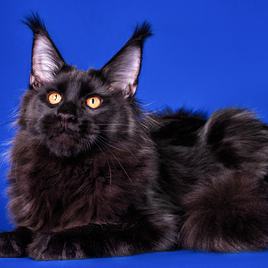 fekete maine coon kék háttér előtt