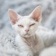 féltékeny devon rex