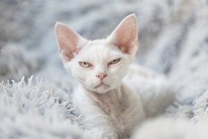 féltékeny devon rex