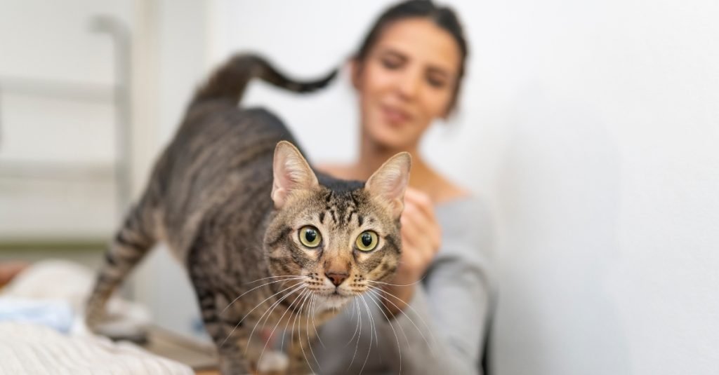 female owner and tabby cat