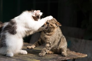 fighting cats