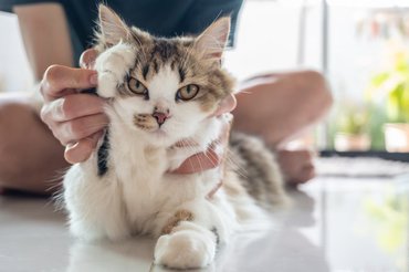 forcing a cat to wave
