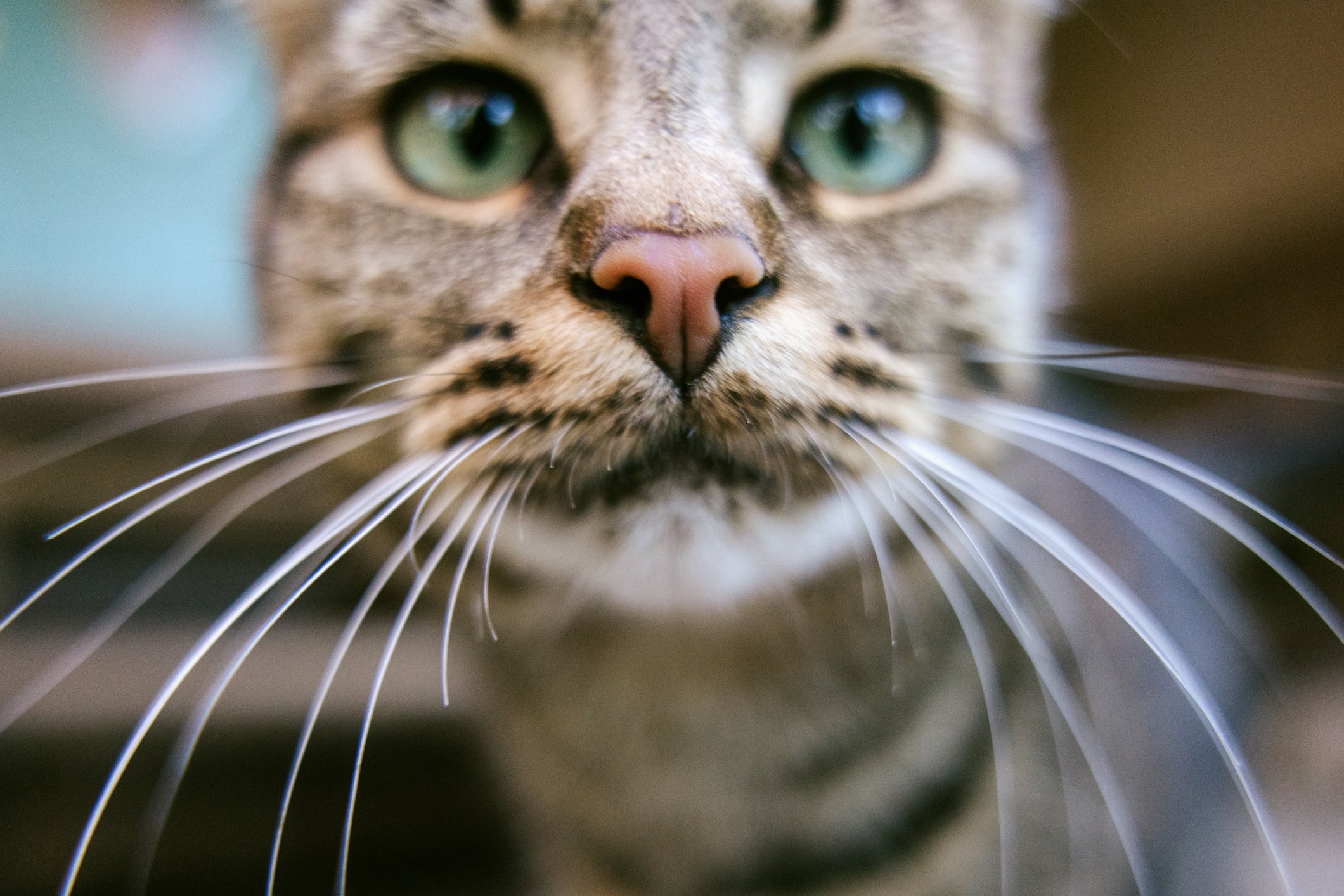friendly tabby cat