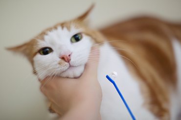 gazdi fogat mos a macskának