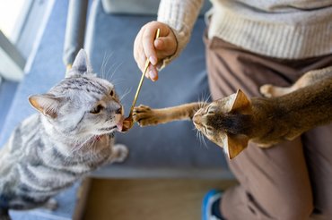 gazdi kanállal eteti a két macskáját