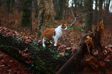 ginger and white cat in a forest