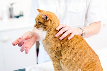 ginger cat at the vet
