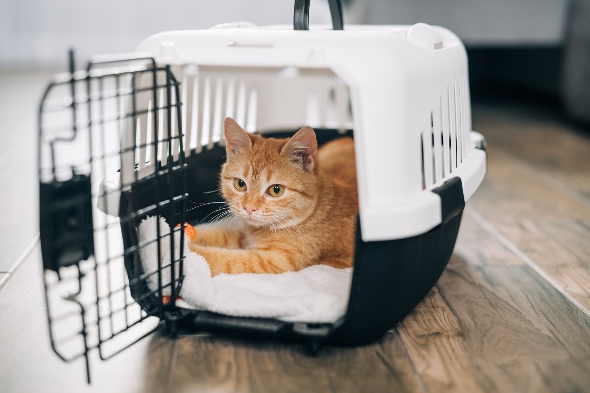 ginger cat in a box