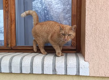 ginger cat on a windowsill