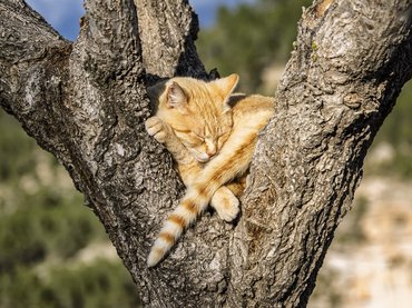 ginger cat sleeping on a tree