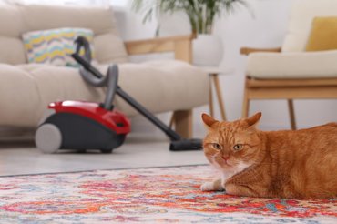 ginger cat with a vacuum cleaner