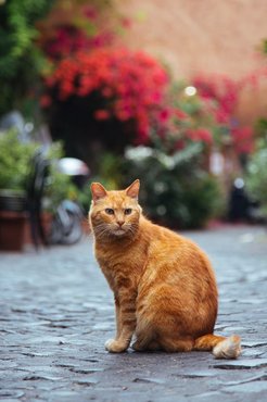ginger cat with a red flower garden