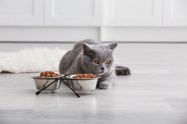 grey cat eating from bowl