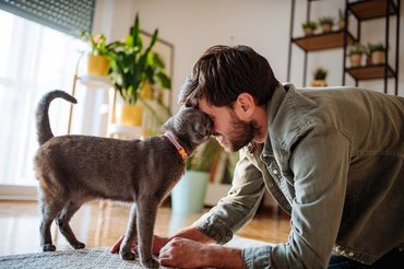 grey cat headbutts owner