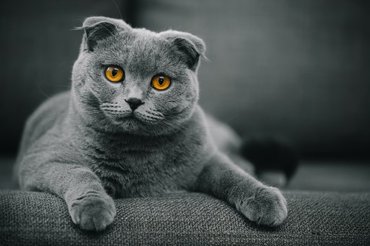 grey scottish fold
