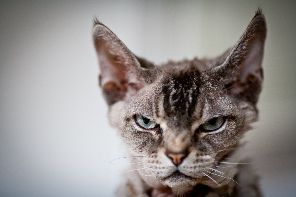 grumpy grey cat