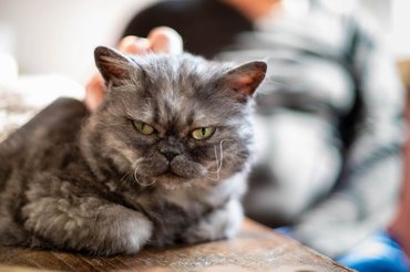 grumpy grey cat