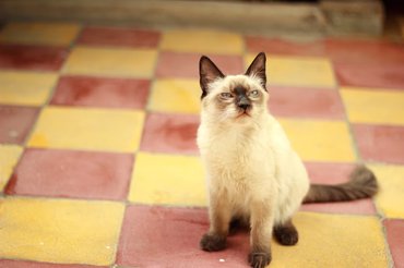 grumpy siamese cat