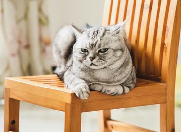 grumpy tabby cat chilling on a chair