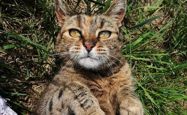 happy tabby cat lying on grass
