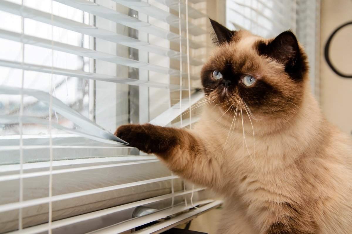 himalaya cat wathing through the window