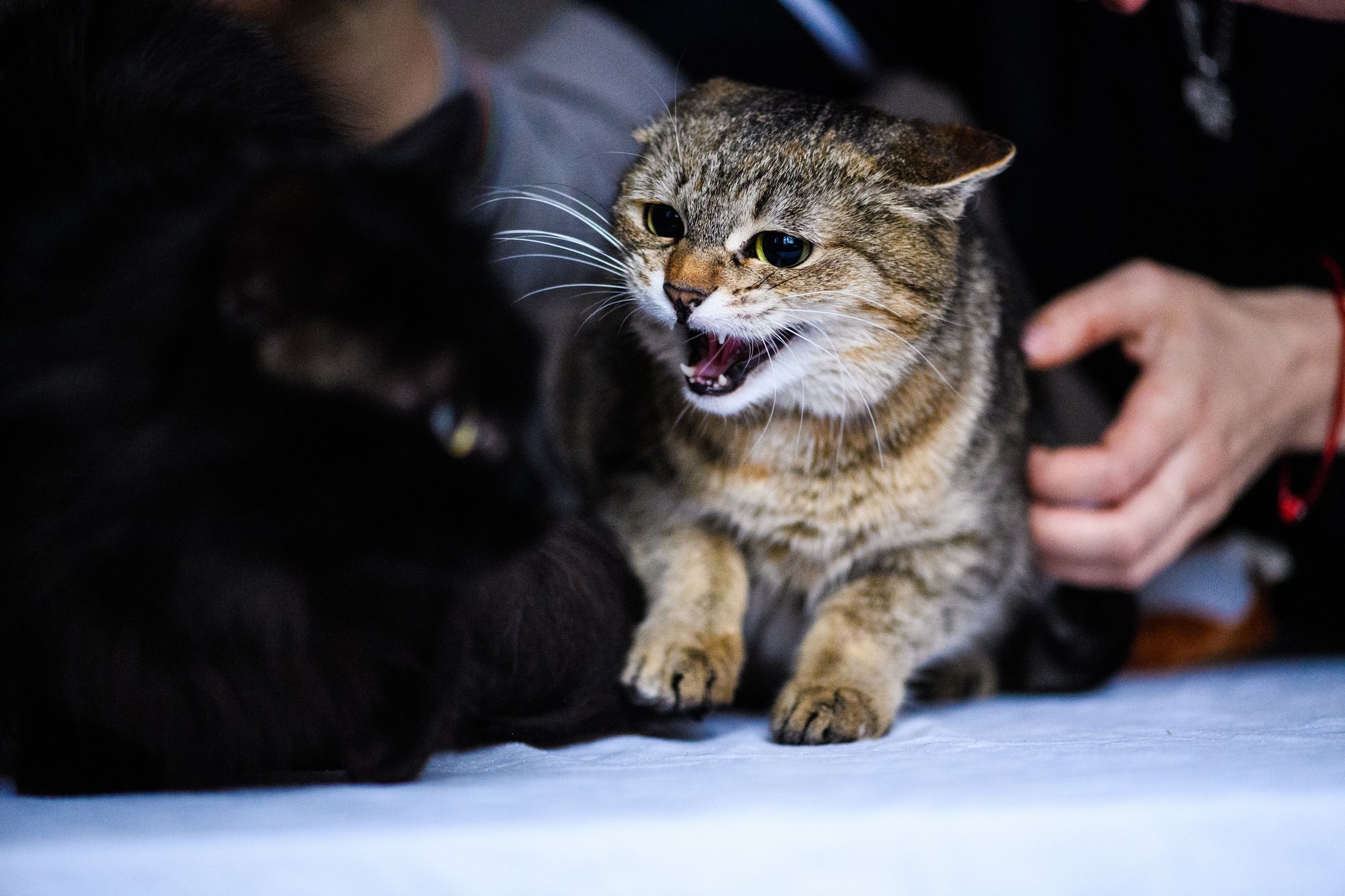 hissing cat