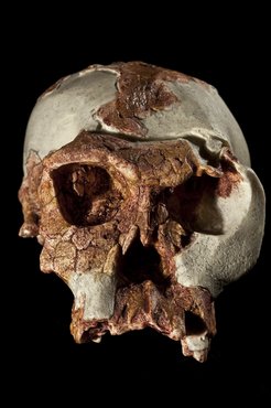 homo habilis replika