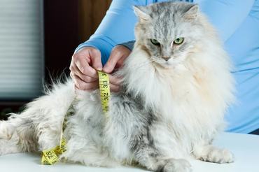 human measures maine coon cat