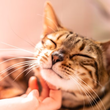 human scratches a cat's chin