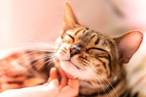 human scratches a cat's chin