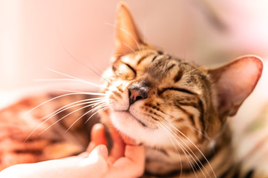 human scratches a cat's chin
