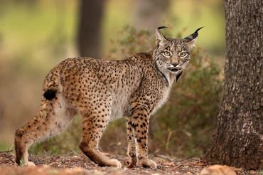 iberian lynx in the wild