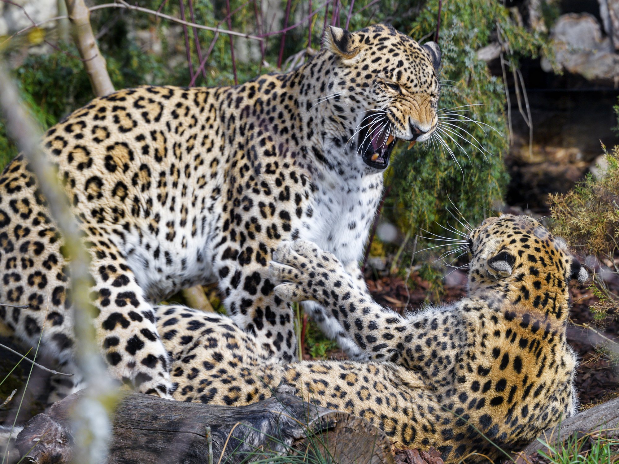 jaguárok vicsorognak egymásra