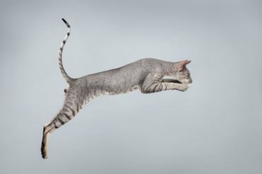jumping oriental cat