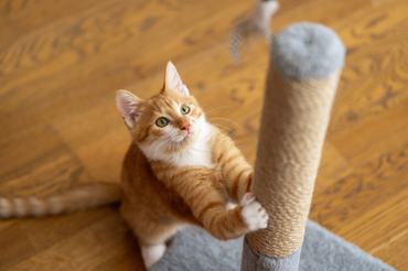 kaparófán élesíti a karmát egy vörös macska