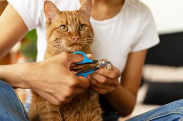 karmát vágja a macskának a gazdi