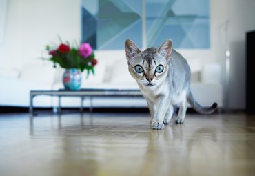 kék szemű macska óvatosan sétál