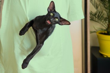 keleti rövidszőrű a gazdája zsebében