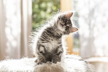 kismacska oldalra döntött fejjel