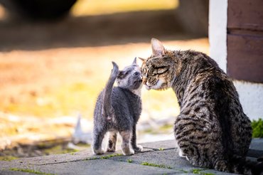 kitten and momma cat