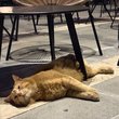 Kóbor macska fekszik az étterem teraszán