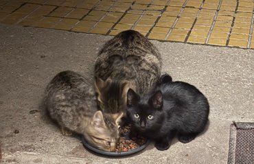 Kóbor anyamacska és két kölyke tápot eszik