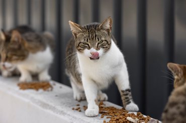 kóbor macskák eszegetnek