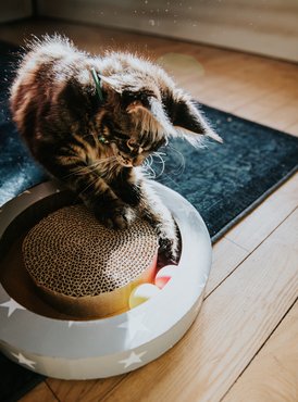 kölyökmacska labdákkal játszik