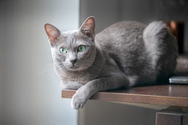 korat cat