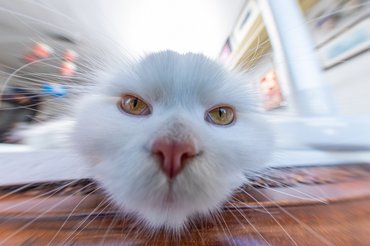 közeli kép egy fehér macskáról